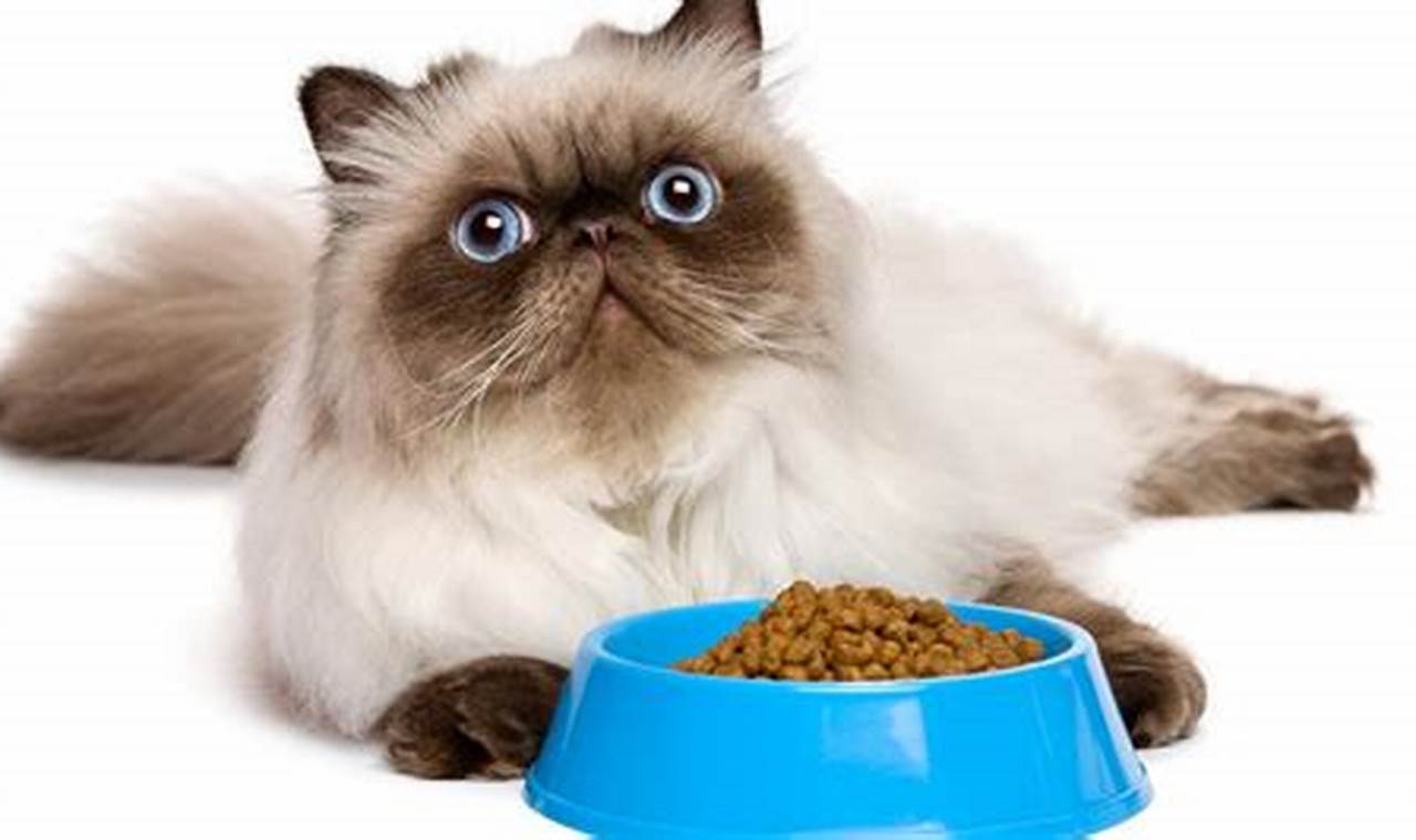 Panduan Lengkap Makanan Kucing Anggora: Nutrisi, Jenis, dan Tips Pemberian yang Tepat