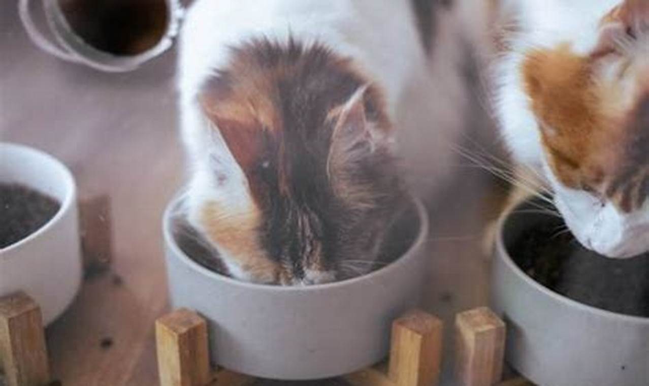 Manfaat Air Gula Merah untuk Kucing yang Perlu Anda Tahu