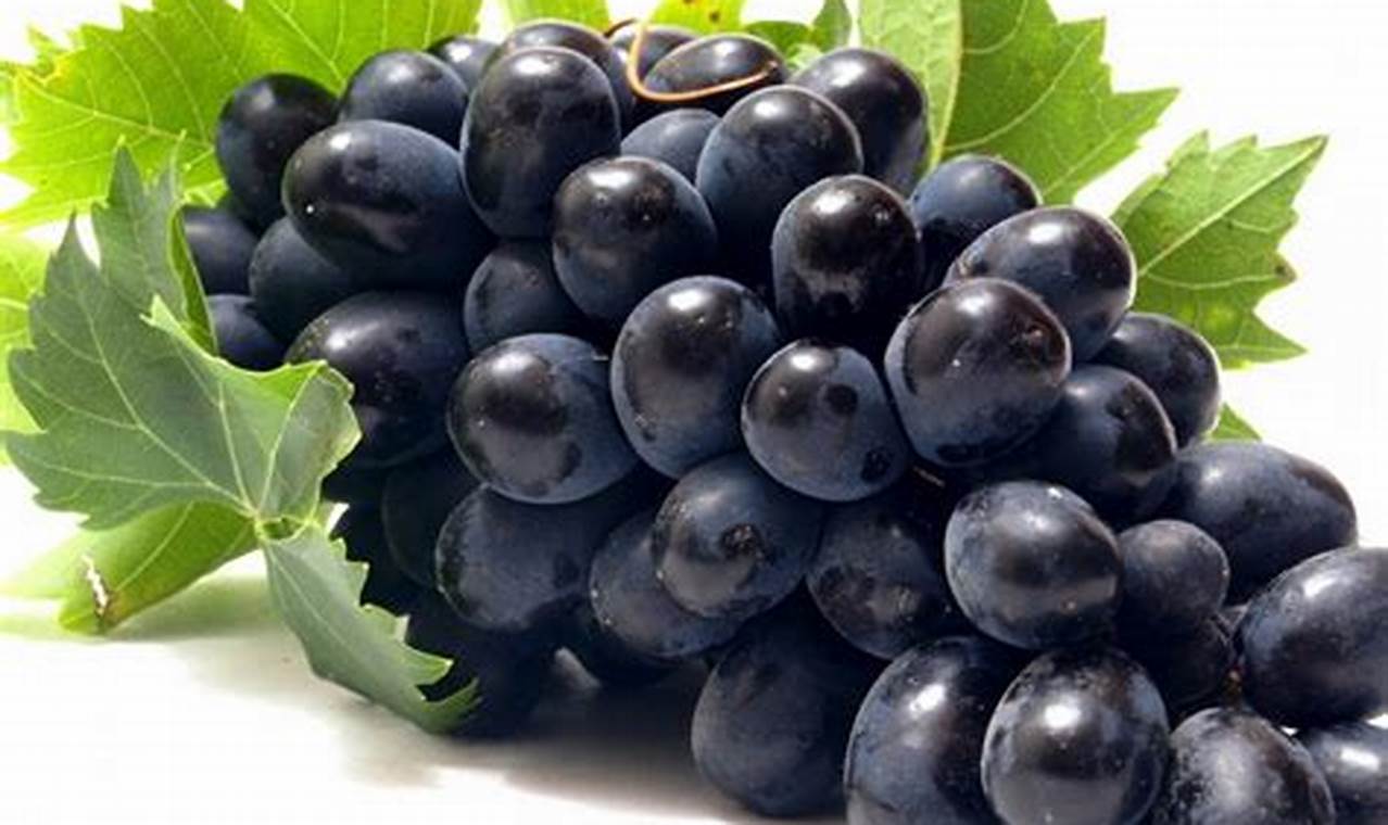 10 Manfaat Buah Anggur Hitam yang Jarang Diketahui untuk Kesehatan