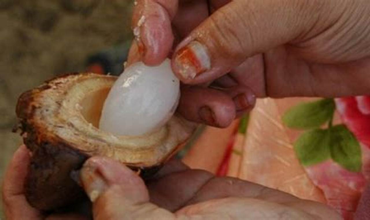 Temukan Manfaat Buah Nipah untuk Kesehatan yang Jarang Diketahui