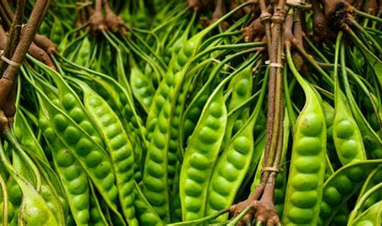 Temukan Beragam Manfaat Buah Petai untuk Kesehatan yang Jarang Diketahui