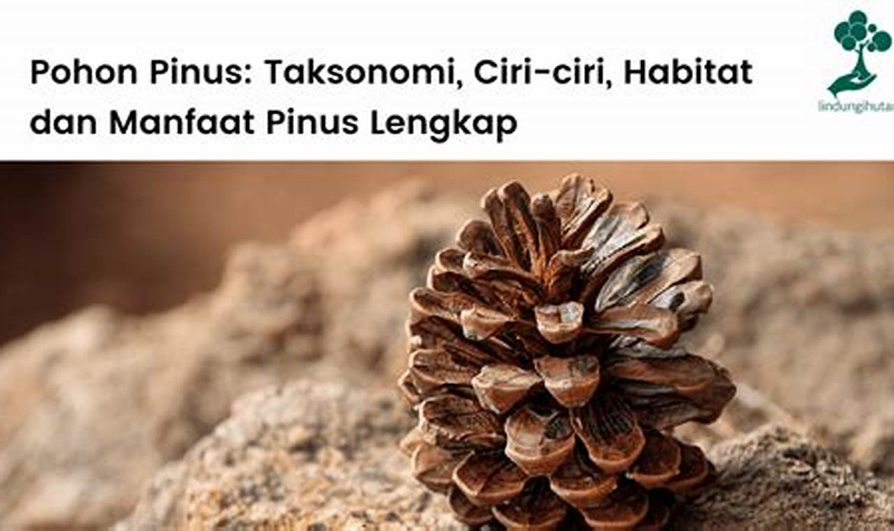 Temukan Manfaat Buah Pinus yang Jarang Diketahui