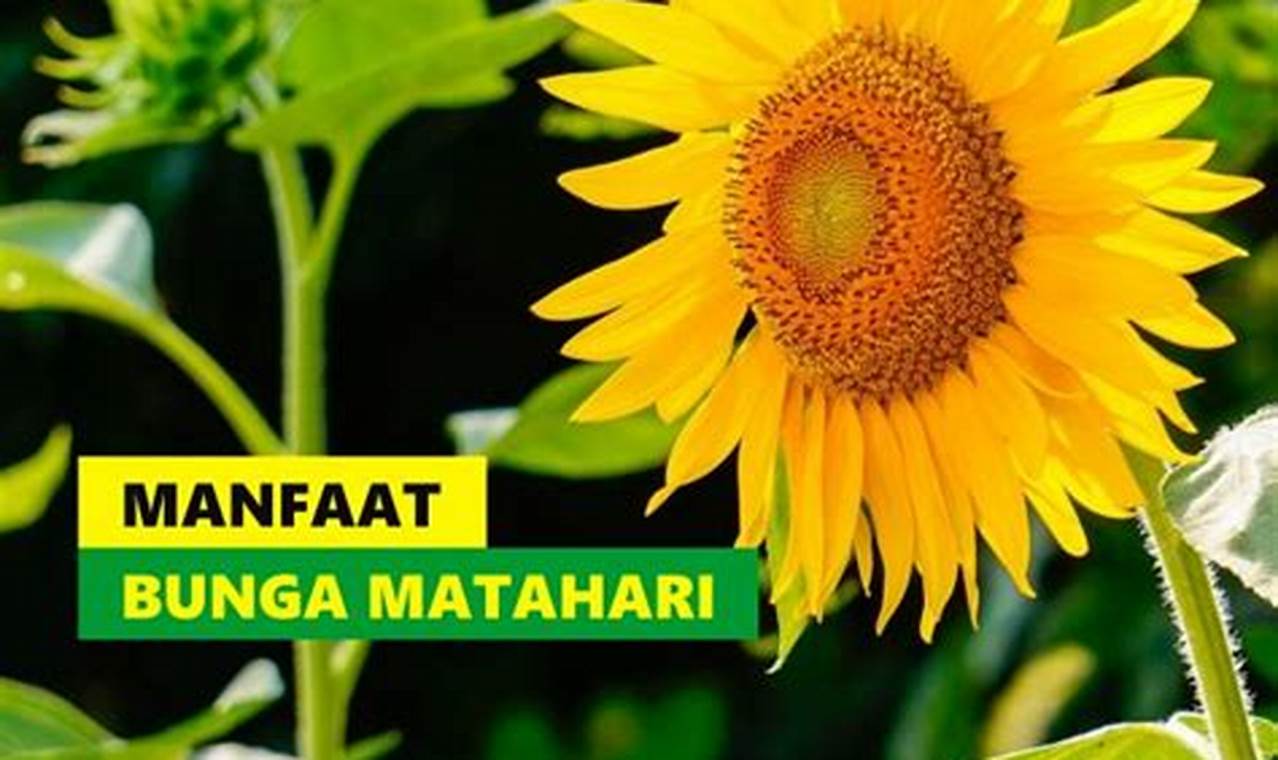Temukan 10 Manfaat Bunga Matahari yang Jarang Diketahui untuk Kesehatan