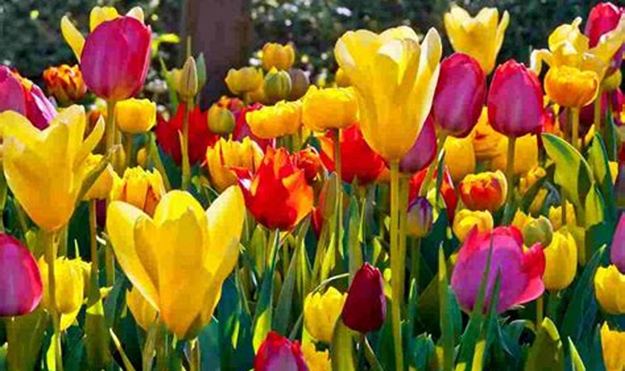 Yuk, Ketahui Manfaat Bunga Tulip yang Jarang Diketahui untuk Kesehatan