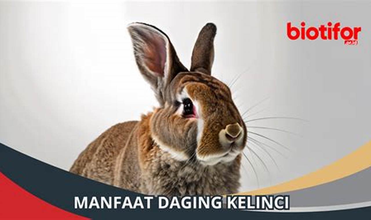 Temukan 10 Manfaat Daging Kelinci yang Jarang Diketahui