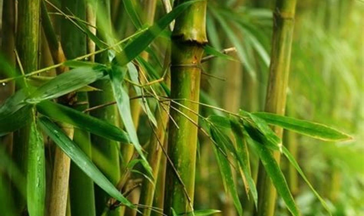 Temukan 9 Manfaat Daun Bambu yang Jarang Diketahui
