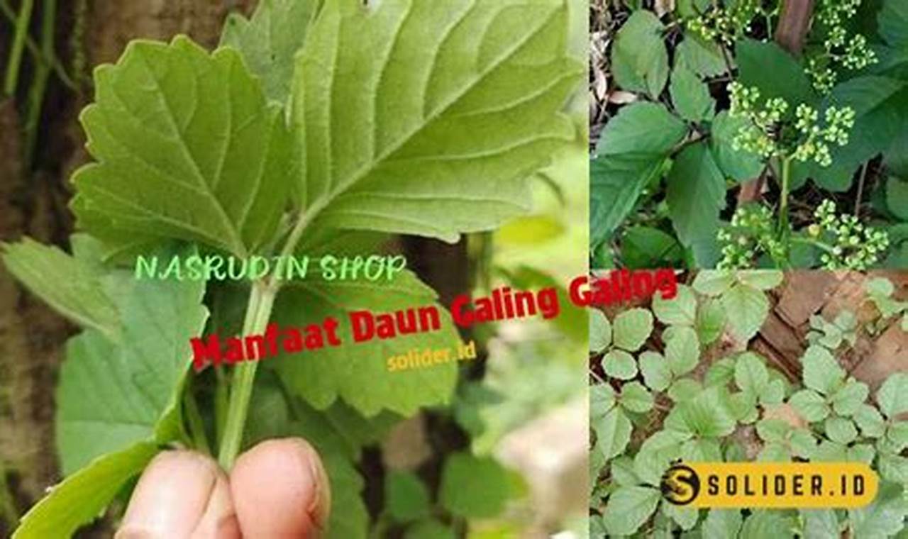 Temukan Khasiat Daun Galing Galing yang Jarang Diketahui