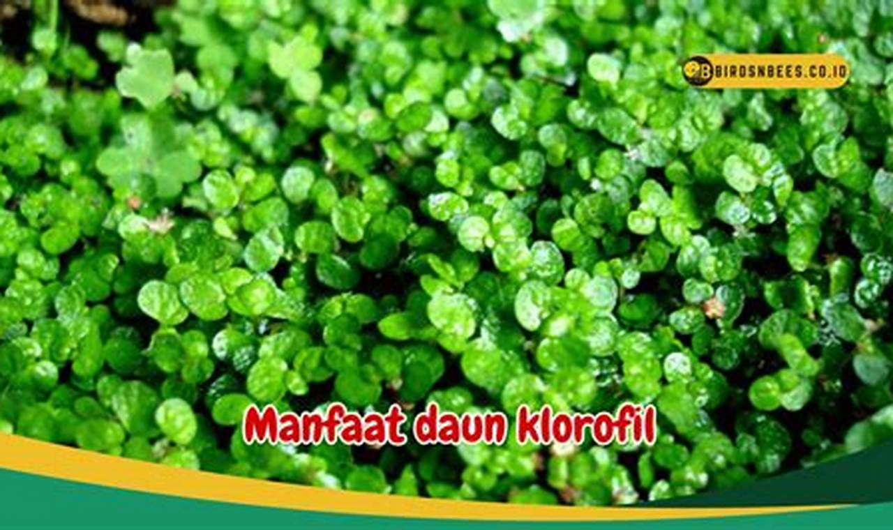 Temukan 7 Manfaat Daun Klorofil yang Jarang Diketahui untuk Tingkatkan Produksi Darah