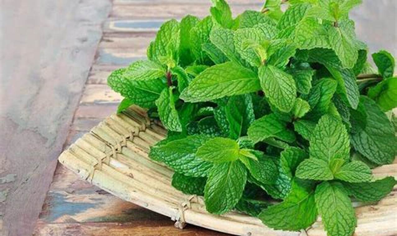 Manfaat Daun Mint yang Jarang Diketahui