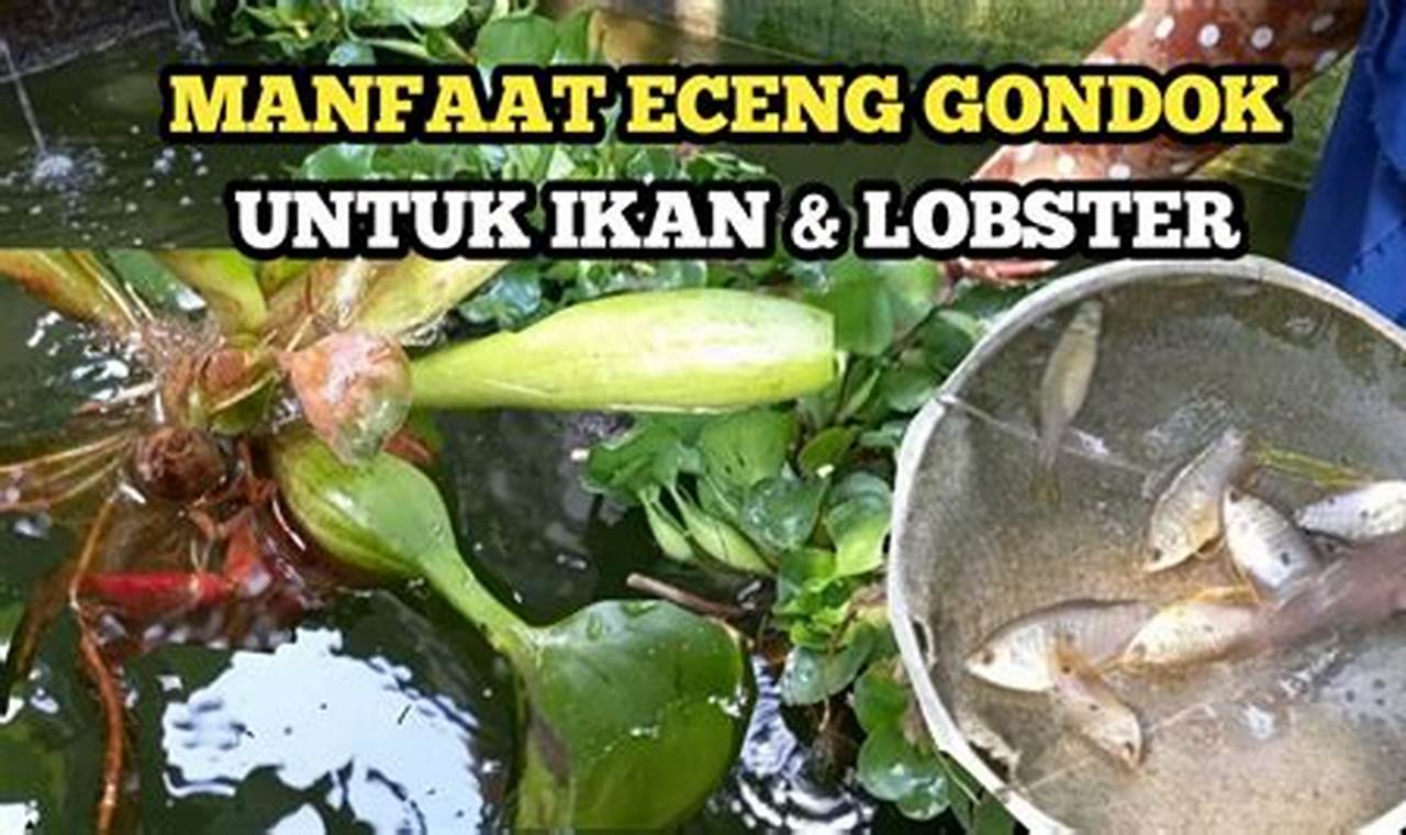 Temukan Rahasia Manfaat Eceng Sawah yang Jarang Diketahui