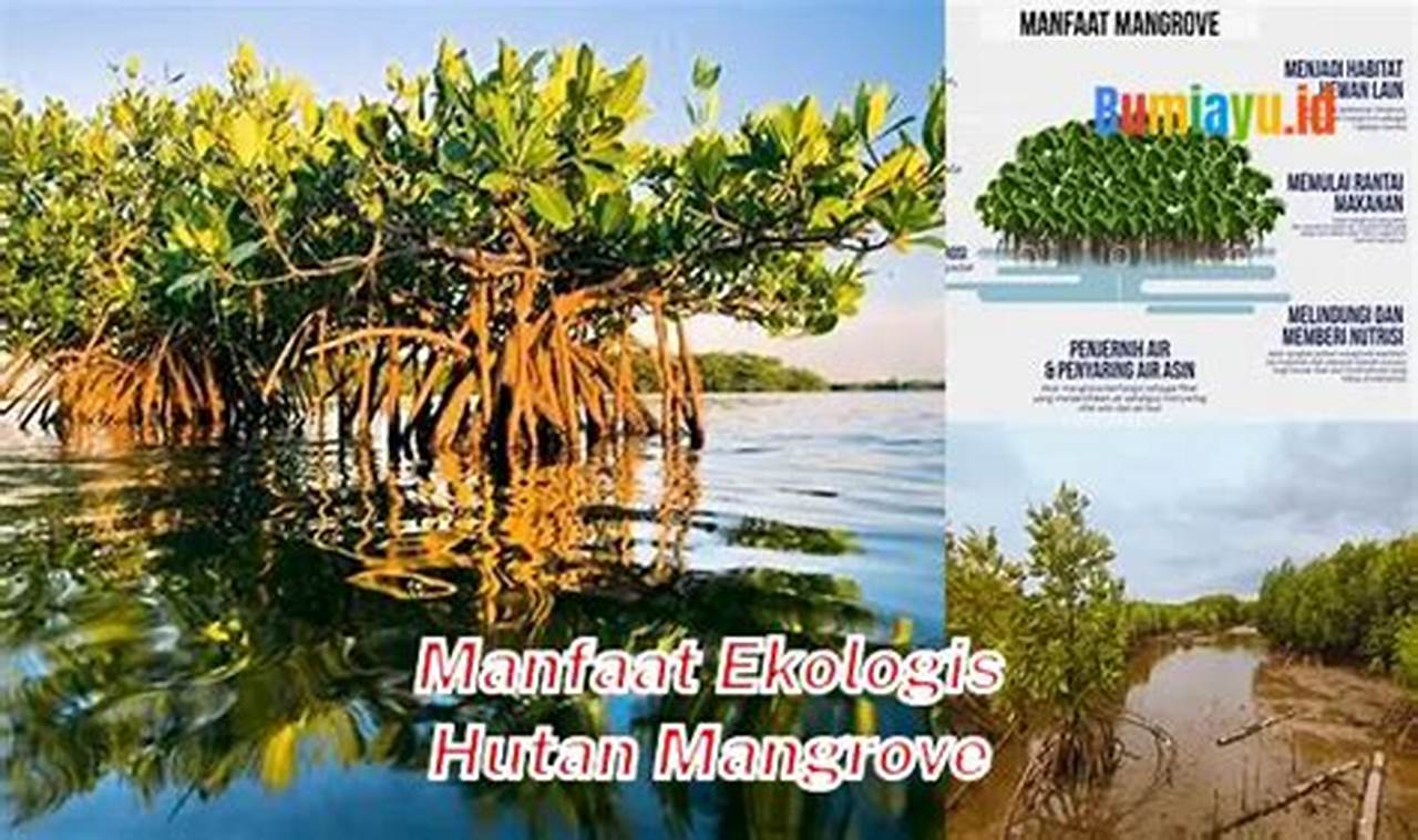 Manfaat Ekologis Hutan Mangrove: Penemuan dan Wawasan yang Akan Mencengangkan Anda