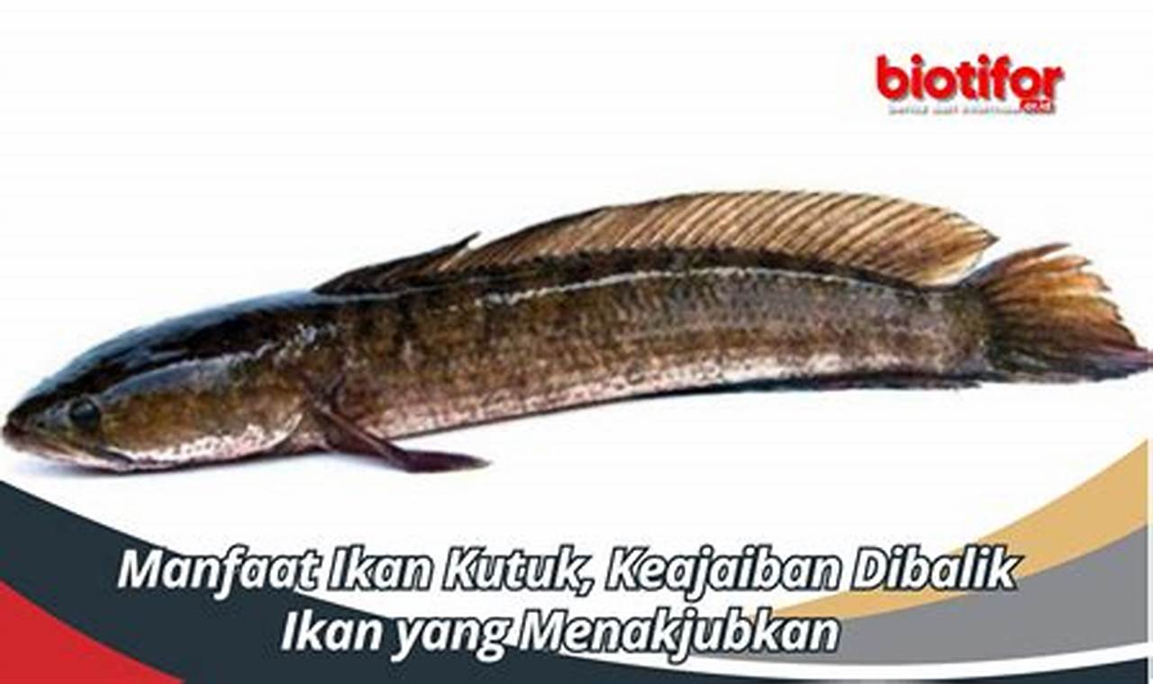 Manfaat Ikan Kutuk: "Sumber Gizi dan Kunci Kesehatan"