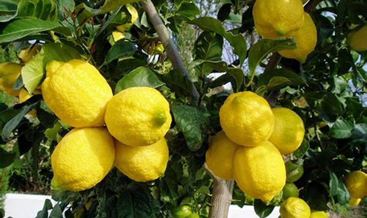 Temukan Manfaat Jeruk Lemon yang Jarang Diketahui, Luar Biasa!