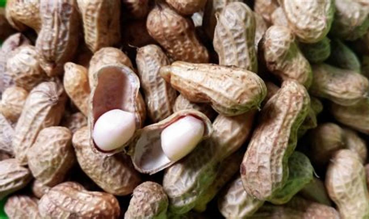 Manfaat Kacang Rebus Perlu Diketahui