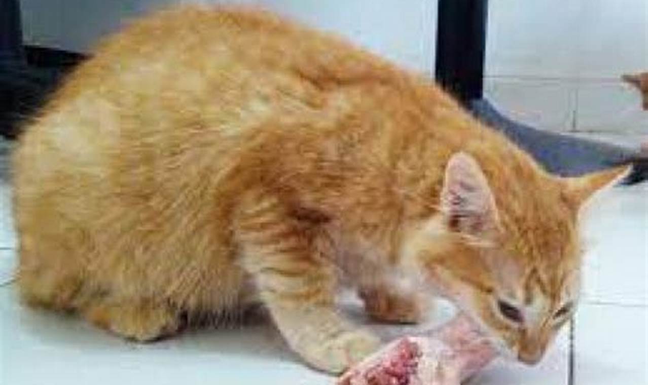 Temukan 9 Manfaat Kepala Ayam untuk Kucing yang Perlu Anda Ketahui