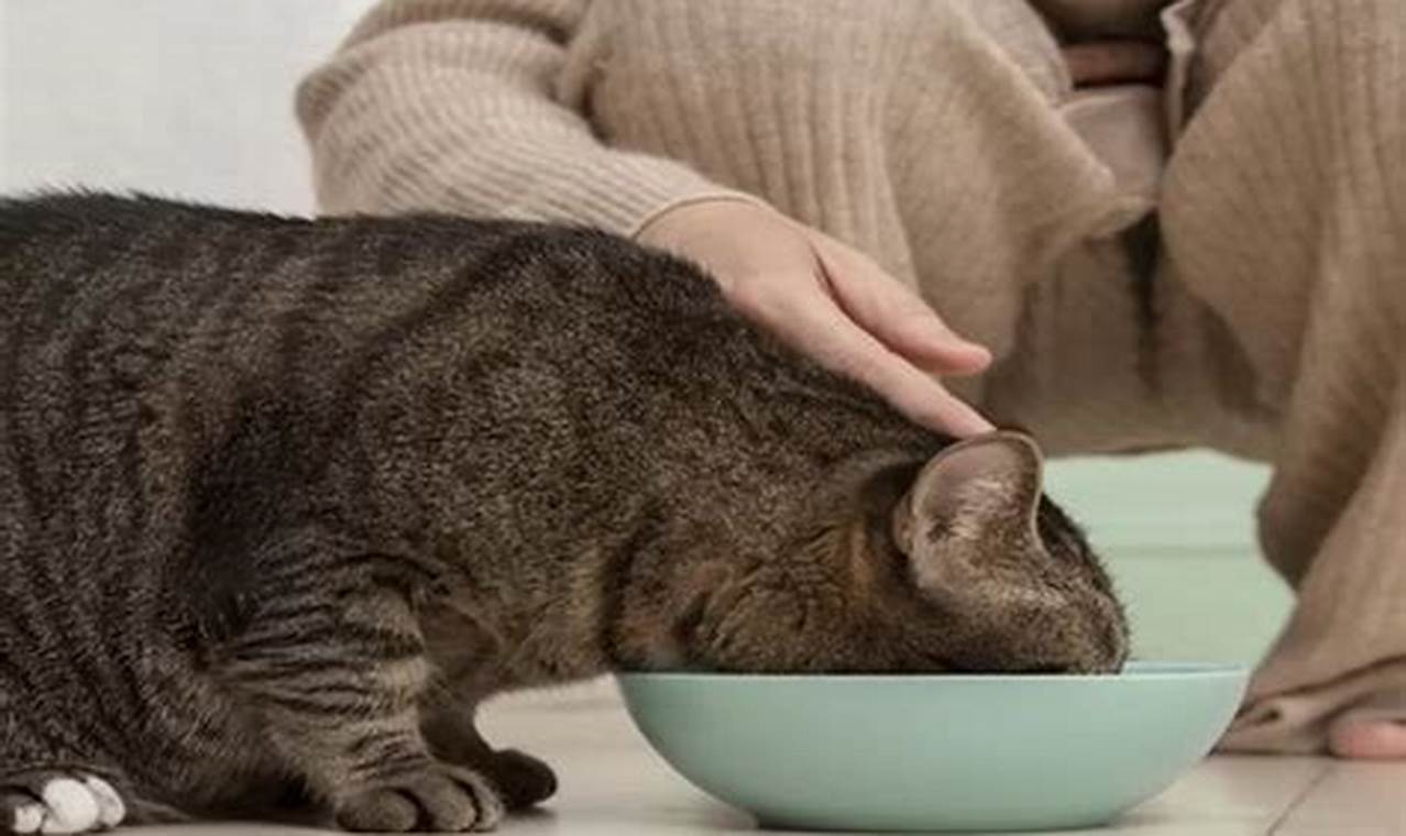 Temukan Rahasia Manfaat Memberi Makan Kucing yang Jarang Diketahui