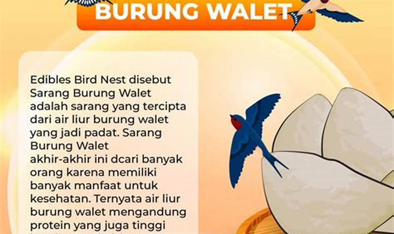 Mengintip Sarang Burung Walet: Manfaat Istimewa untuk Kesehatan