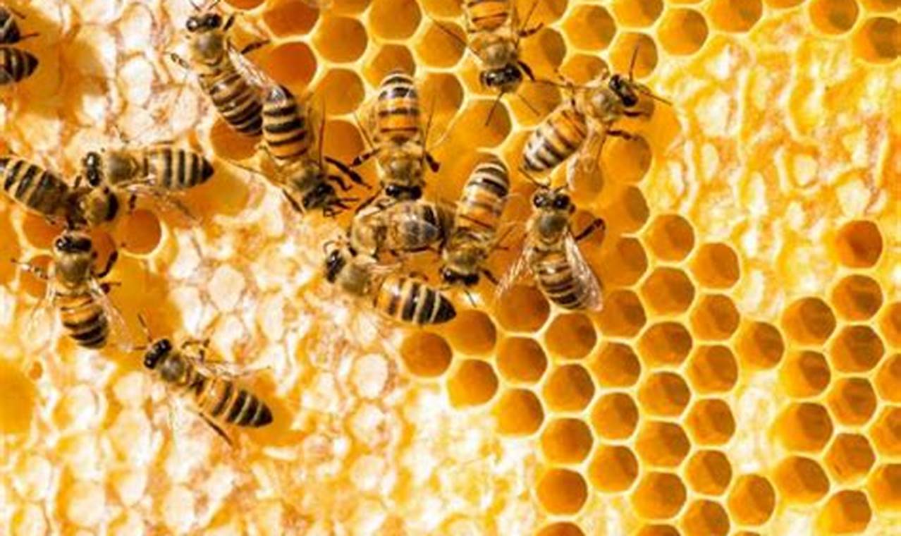 Temukan Khasiat Sarang Lebah yang Jarang Diketahui, Wajib Banget Tau!