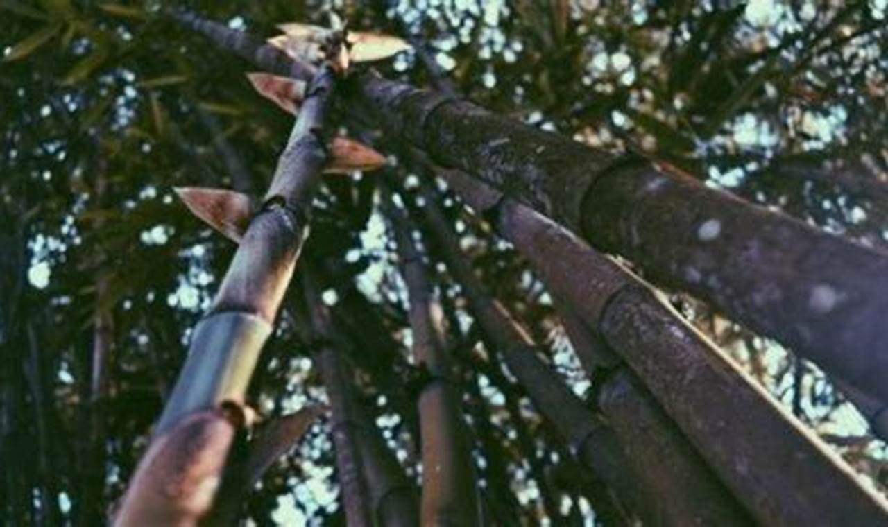 Temukan Manfaat Tak Terduga Serat Bambu yang Jarang Diketahui