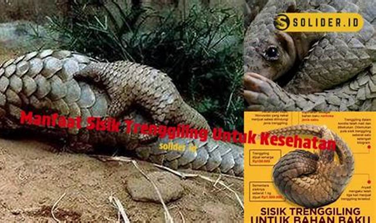 Temukan Manfaat Sisik Trenggiling yang Jarang Diketahui