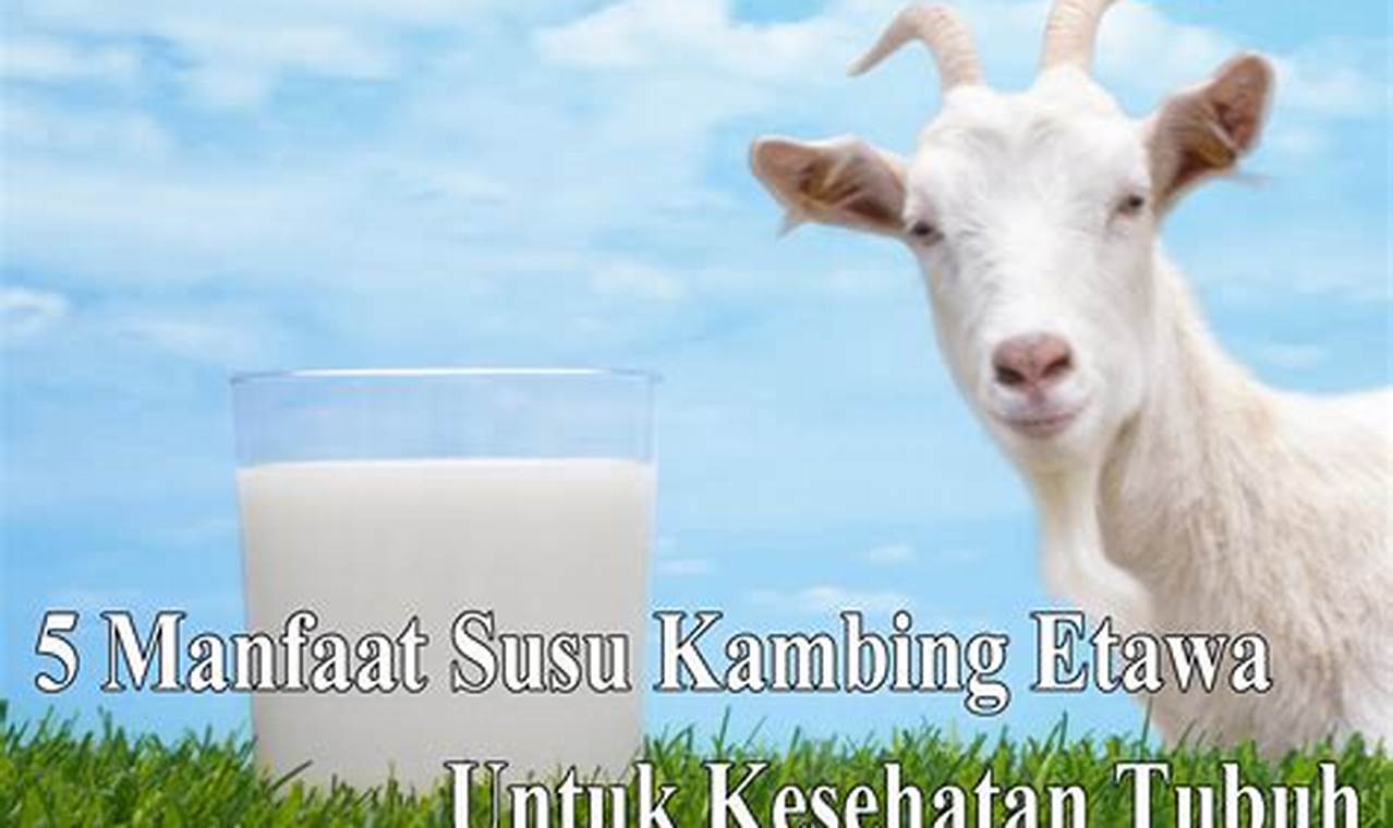 Temukan 7 Manfaat Susu Kambing Etawa yang Jarang Diketahui