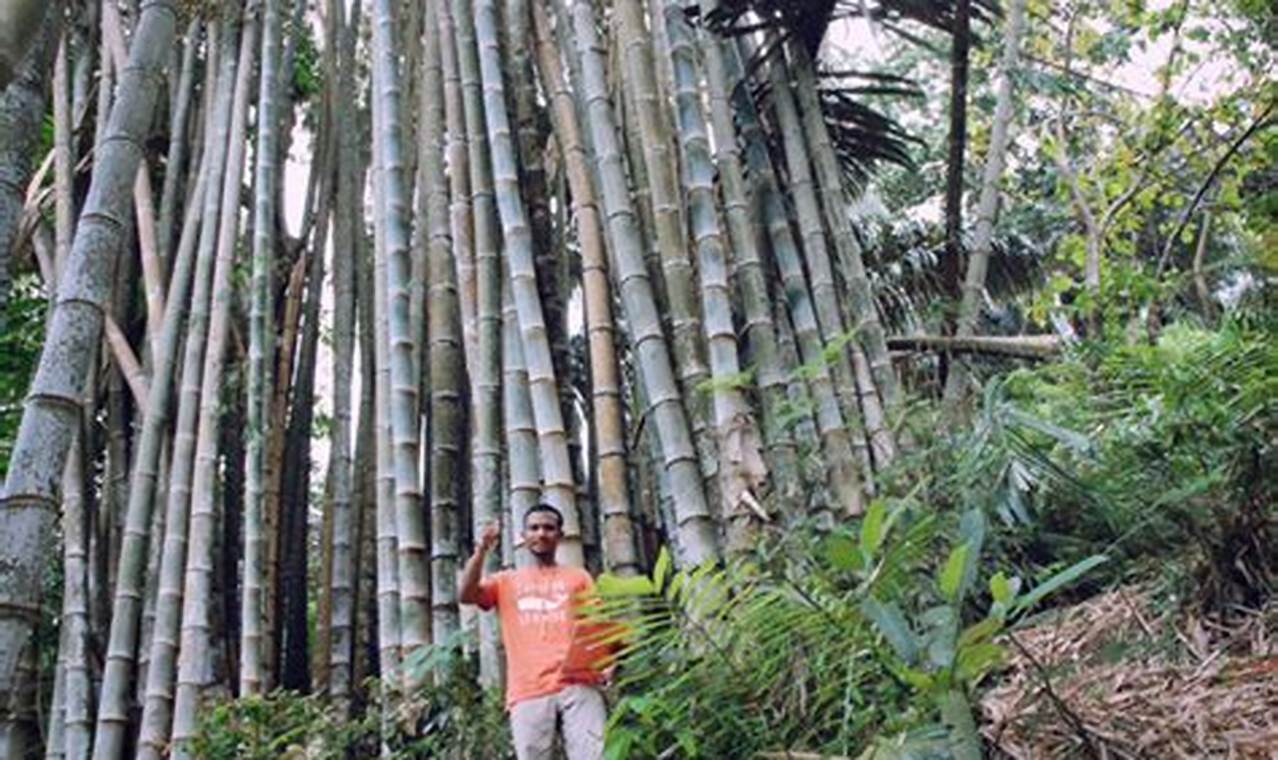 5 Manfaat Tanaman Bambu yang Perlu Diketahui Banyak Orang