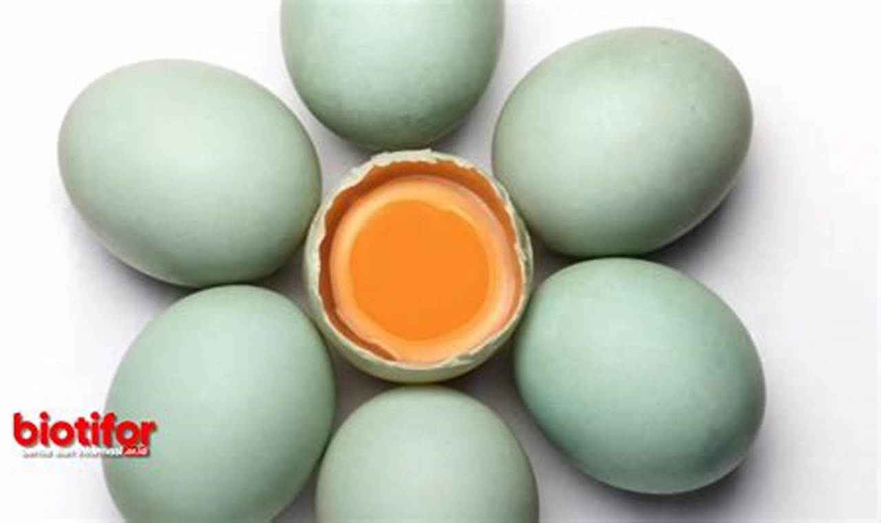 Temukan Manfaat Telur Bebek Mentah yang Jarang Diketahui