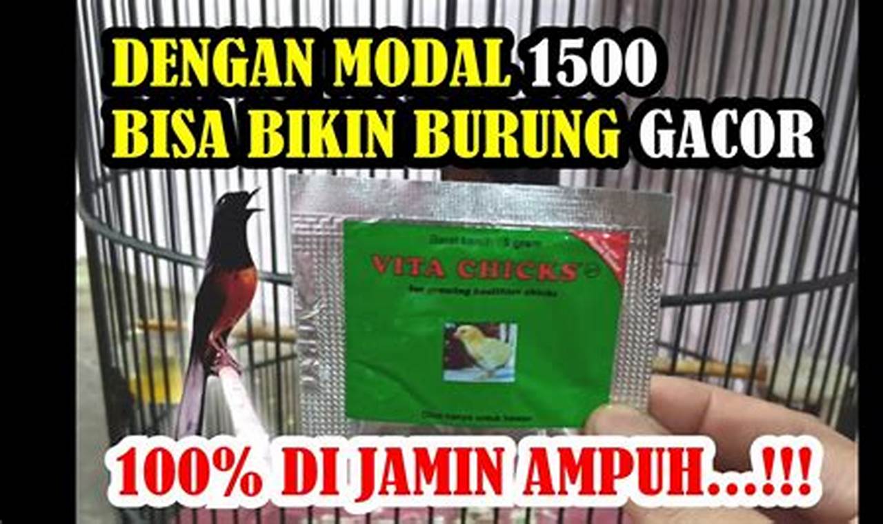 Temukan Manfaat Vitachick untuk Burung yang Jarang Diketahui!