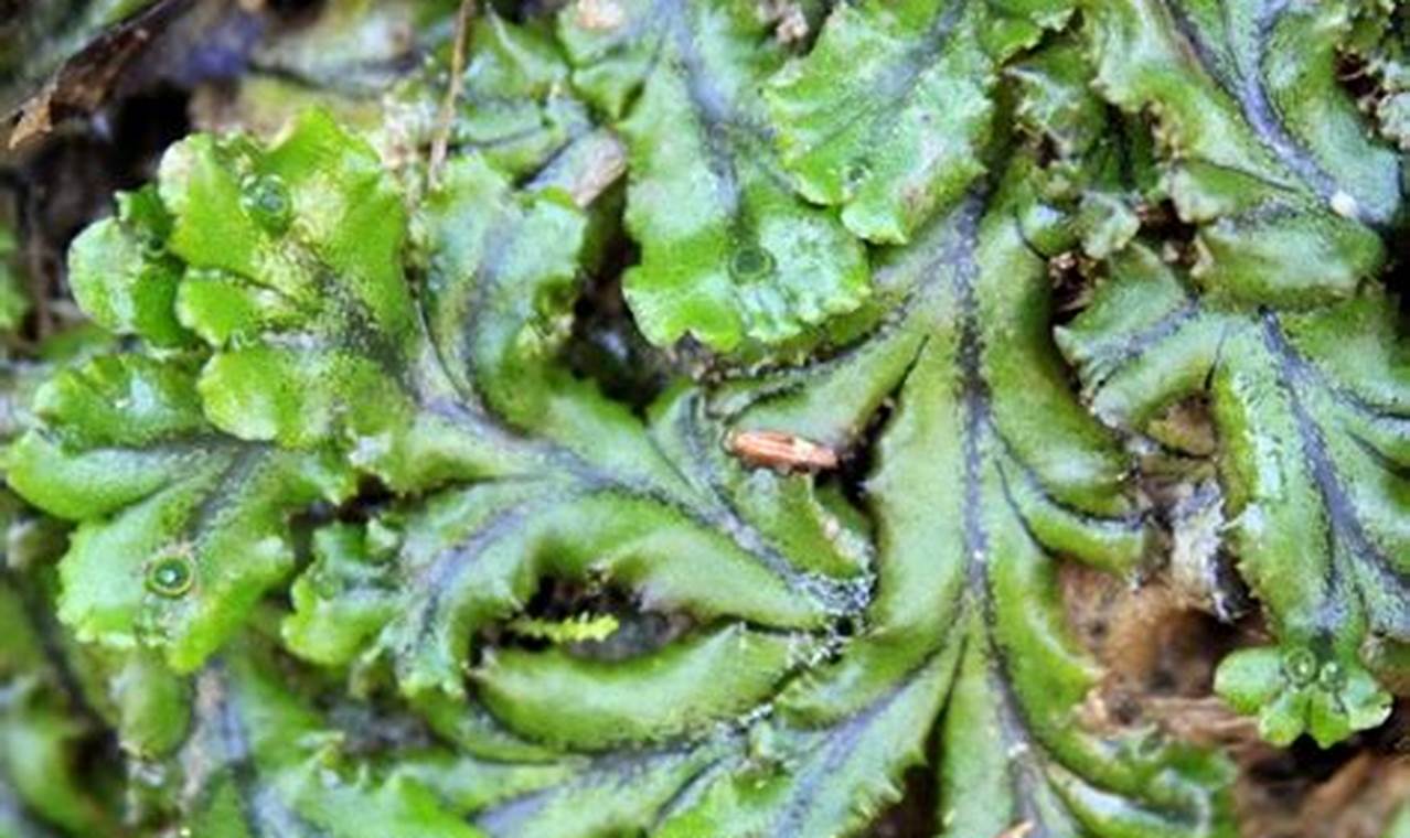 Temukan 9 Manfaat Marchantia Polymorpha yang Jarang Diketahui