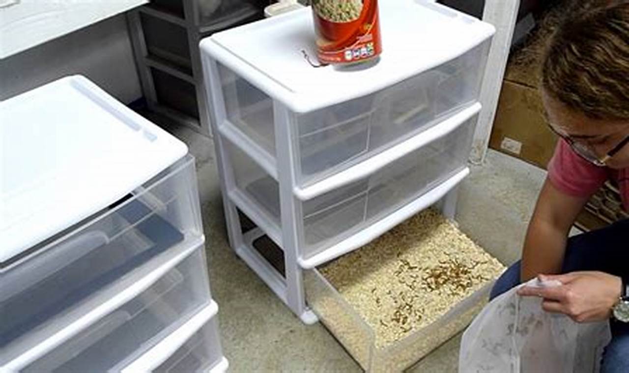 Unveiling the Secrets: DIY Mealworm Farm Kit for Sustainable Nutrition