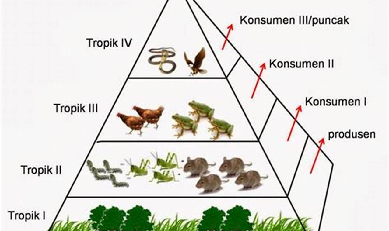 Terungkap! Rahasia di Balik Piramida Rantai Makanan Ekosistem