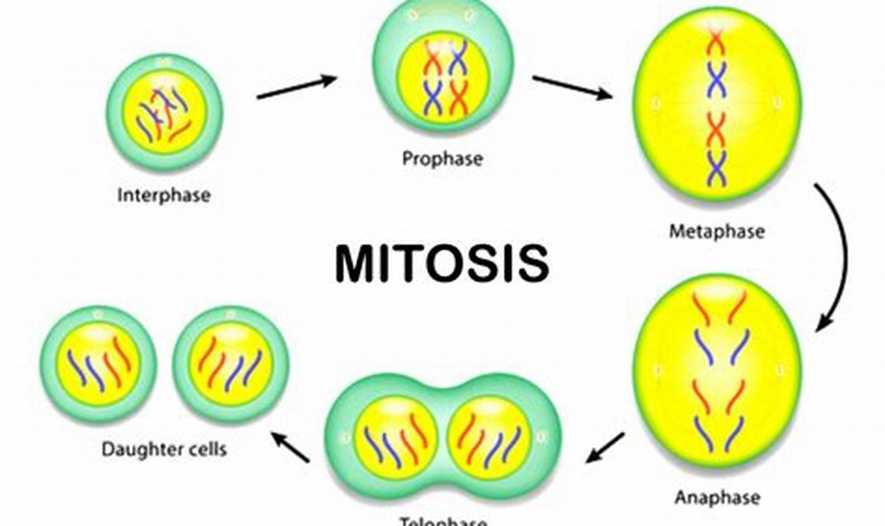 Panduan Lengkap: Memahami Proses Mitosis dan Perannya dalam Tubuh