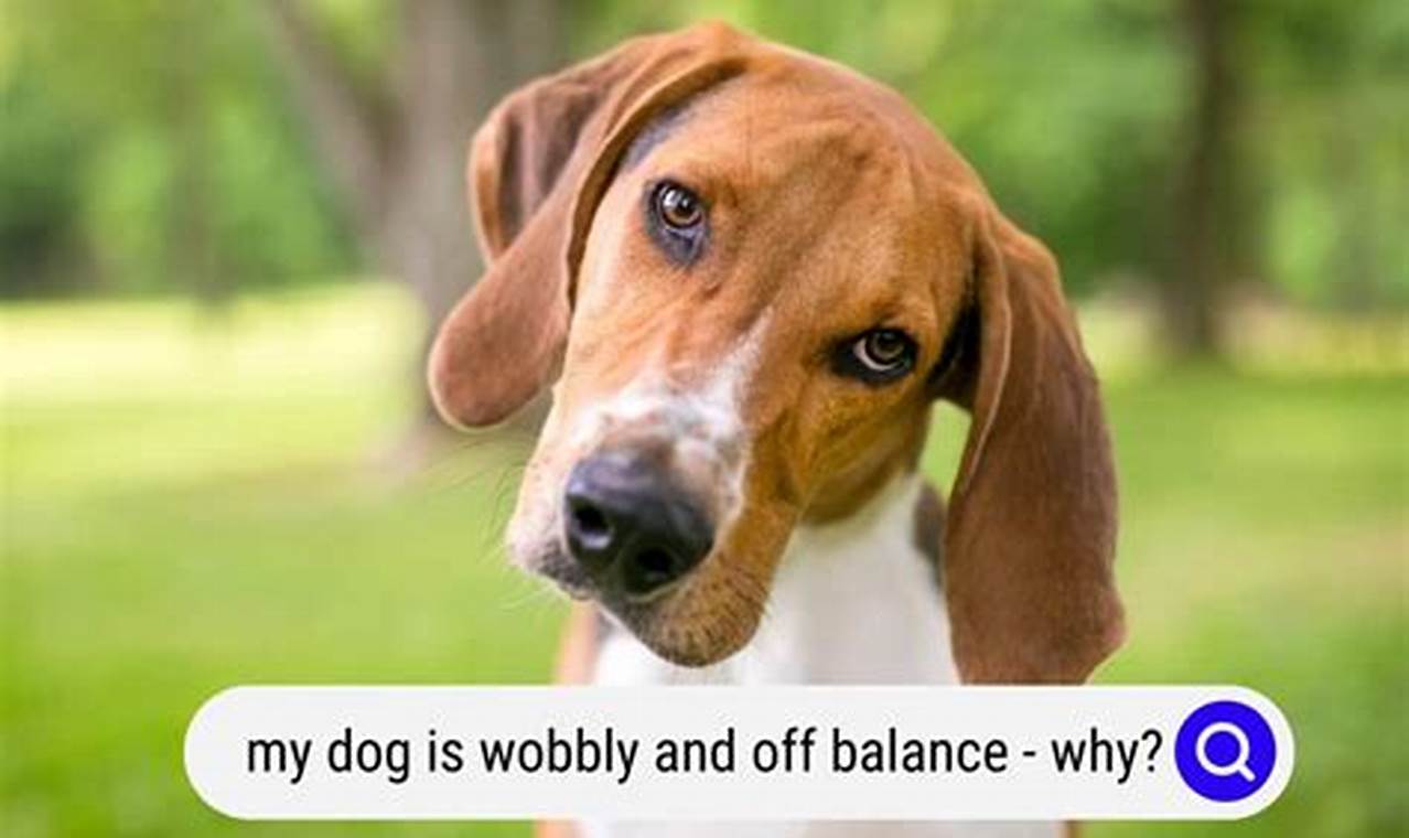 How to Help Your Wobbly and Off-Balance Dog