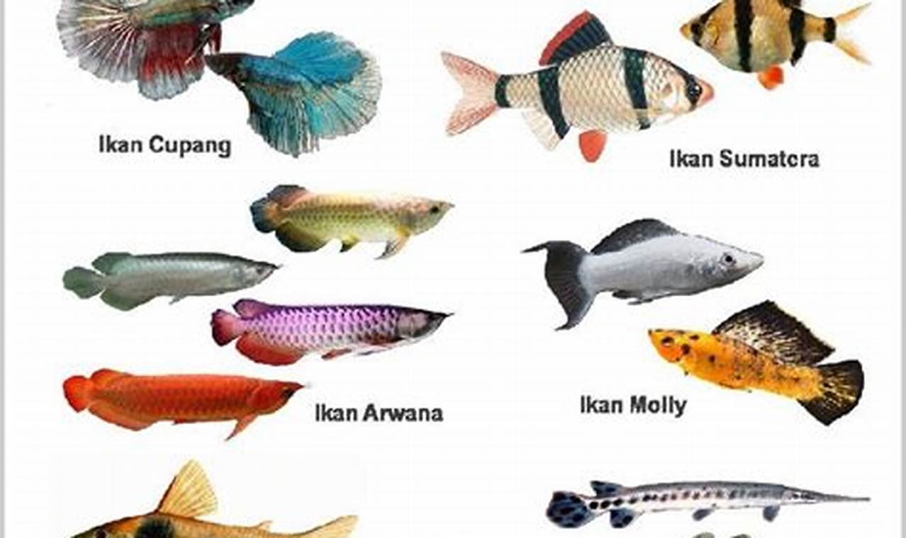 Nama Ikan Hias TTS yang Eksotis dan Indah