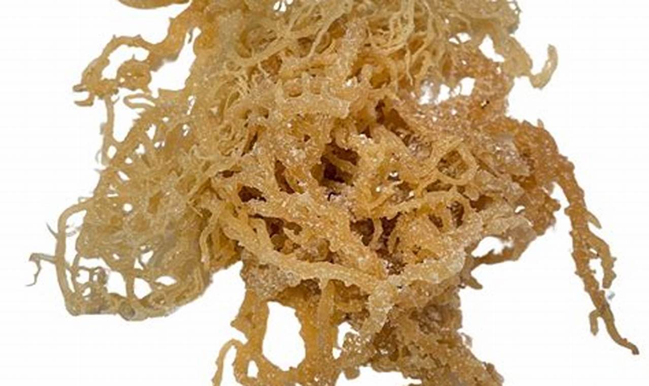 Unveiling the Wonders of Natural Sea Moss: Unlocking Health's Hidden Gem