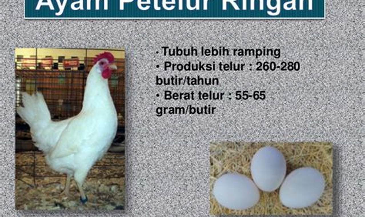 Perbedaan Ayam Petelur Ringan dan Medium: Panduan Lengkap