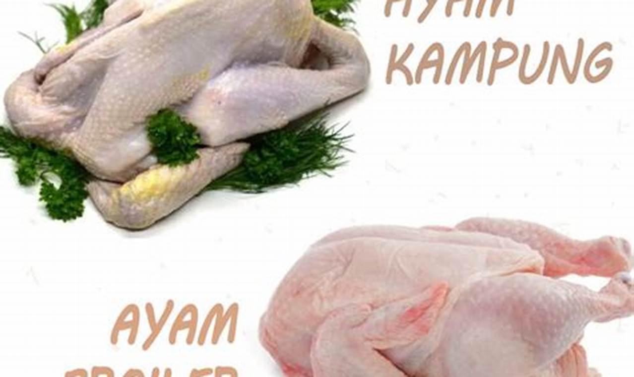 Kenali Perbedaan Ayam Kampung dan Ayam Broiler untuk Masakan Lezat