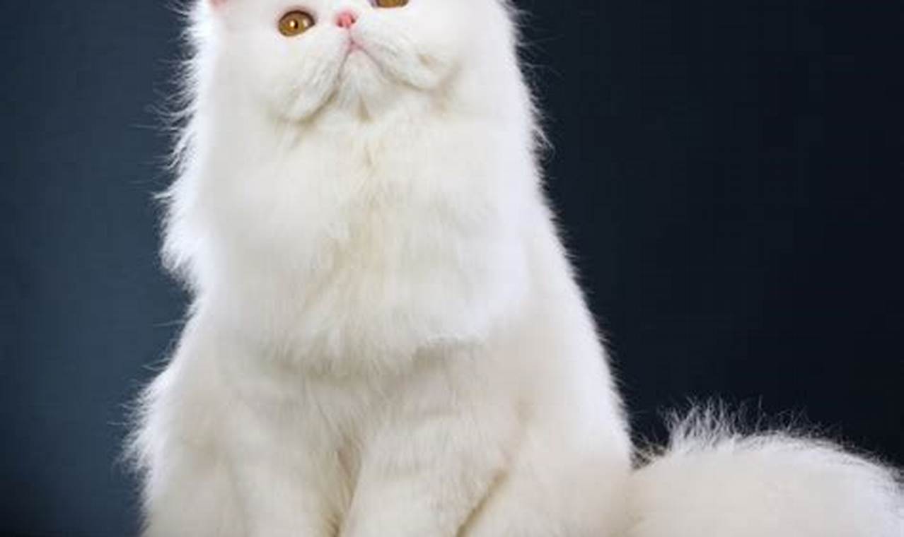 Rahasia Merawat Kucing Persia: Panduan Lengkap untuk Pemula dan Pecinta Kucing
