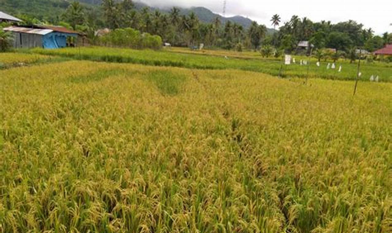 Pertanian Cianjur: Peluang Emas dan Wawasan Menjanjikan