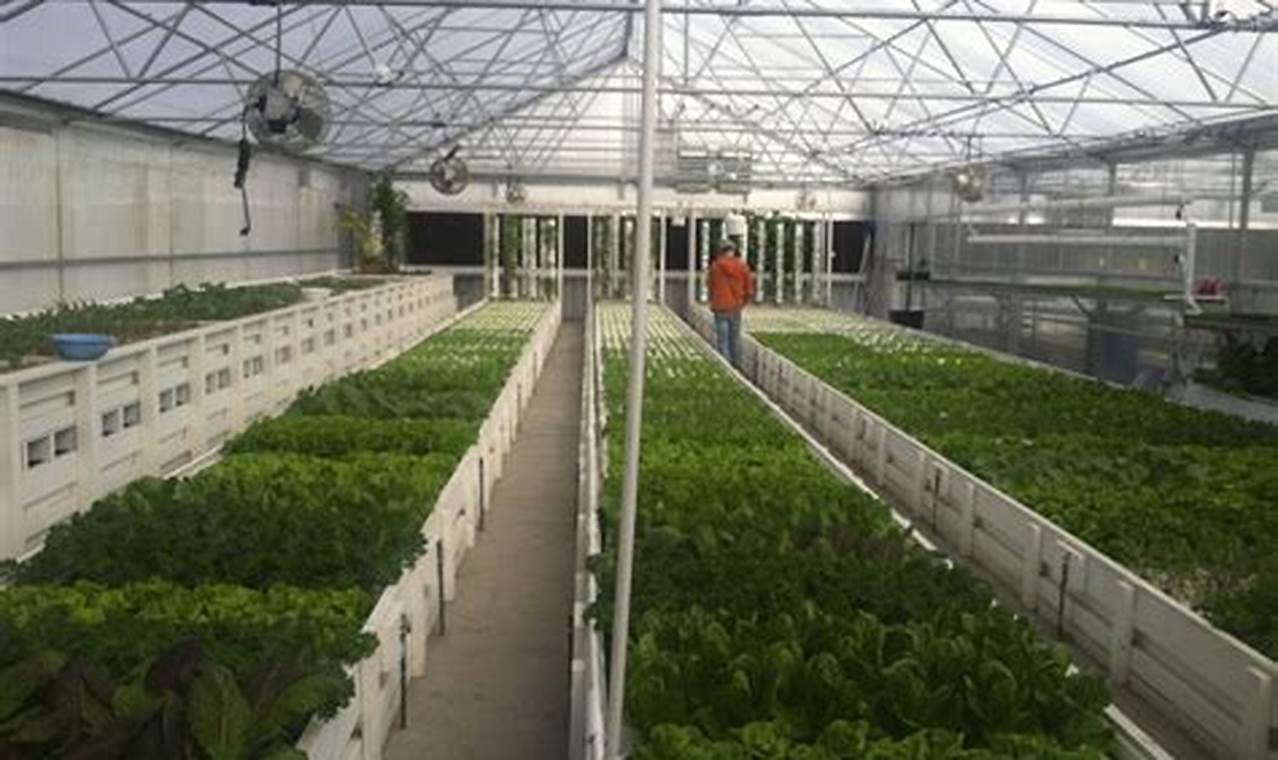 Rahasia Pertanian Green House: Temukan Inovasi dan Wawasan Terbaru