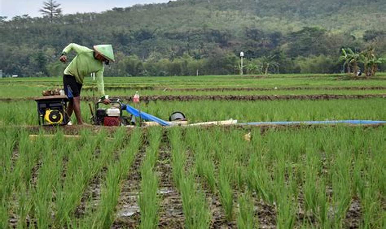 Pertanian Jakarta: Temukan Inovasi dan Rahasia di Balik Ketahanan Pangan Ibu Kota