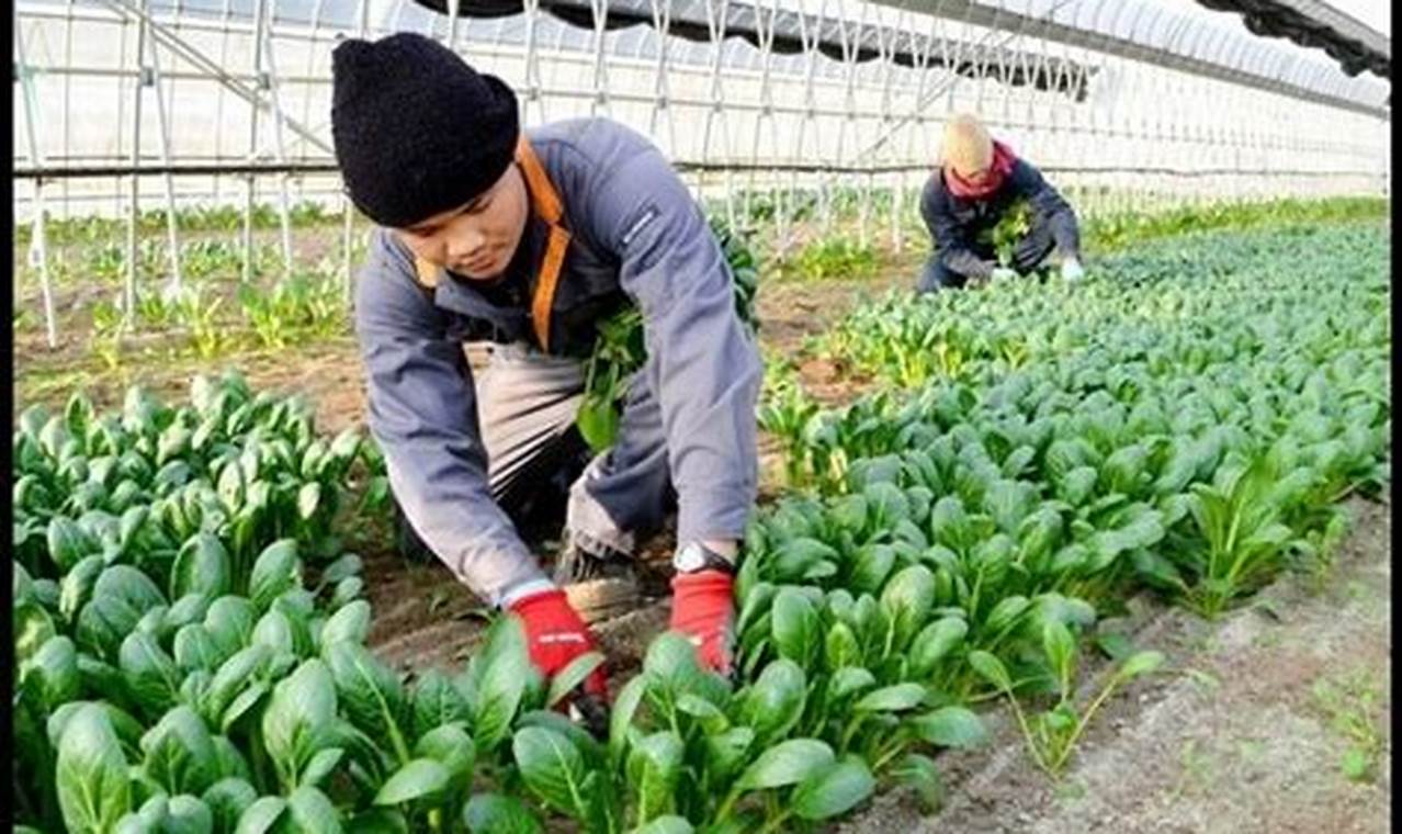 Rahasia Pertanian Jepang Terungkap: Temukan Rahasia Inovasi dan Keberhasilan