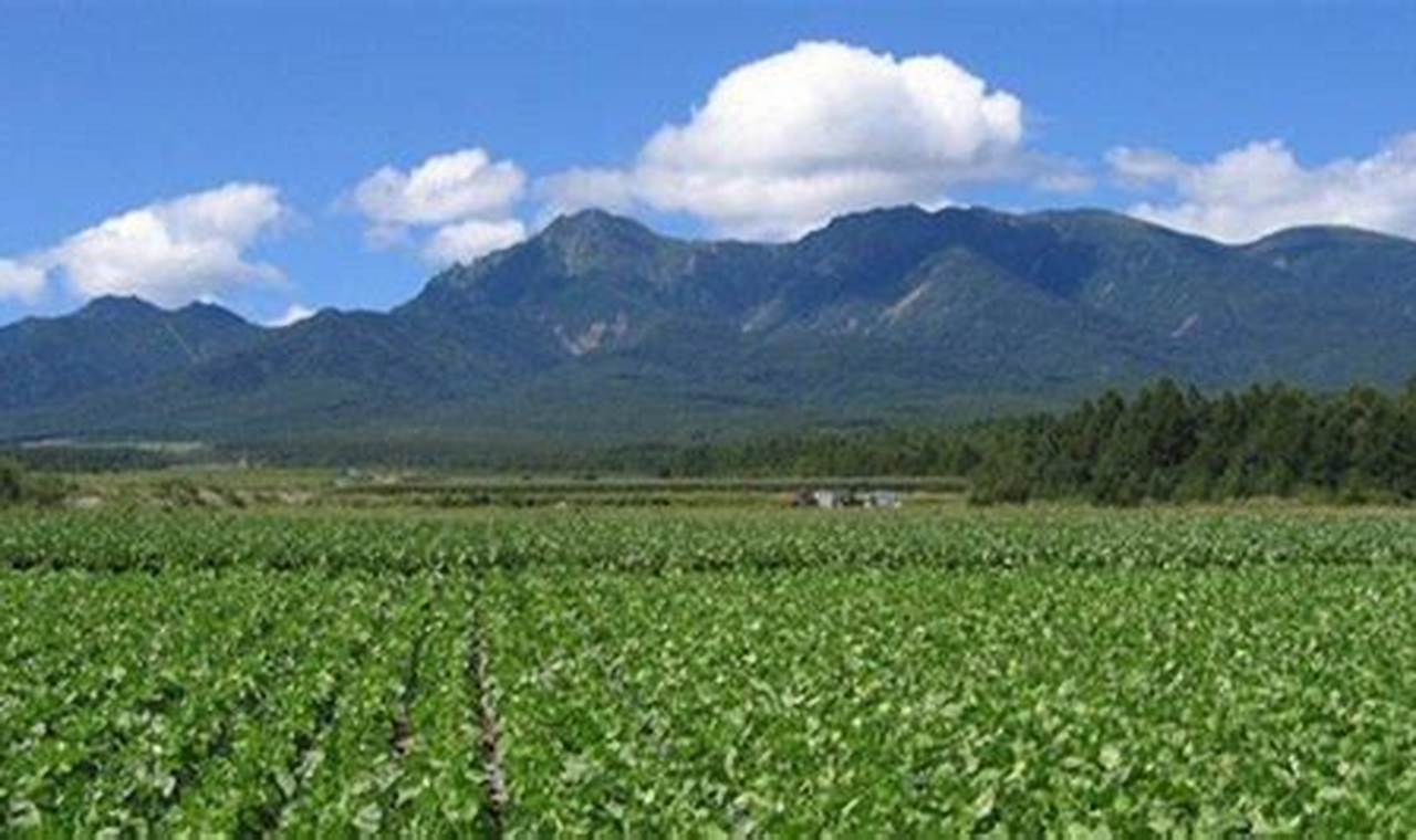 Pertanian Nagano Jepang: Temukan Rahasia & Wawasannya!