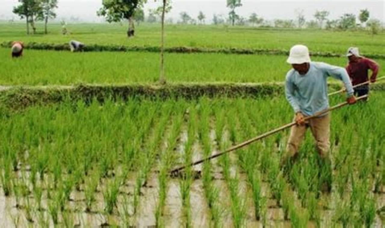 Rahasia Membuka Tabir Pertanian Tanaman Pangan