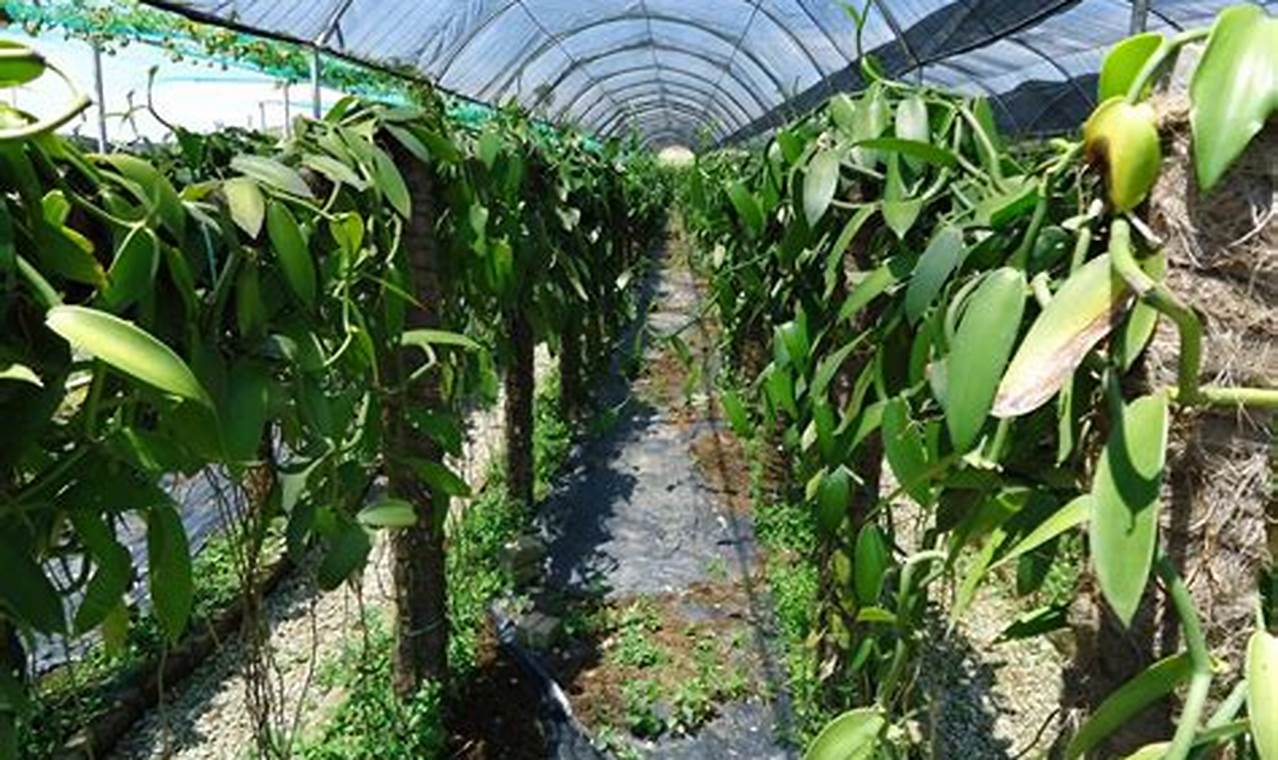 Pertanian Vanili: Inovasi dan Wawasan untuk Masa Depan yang Menjanjikan