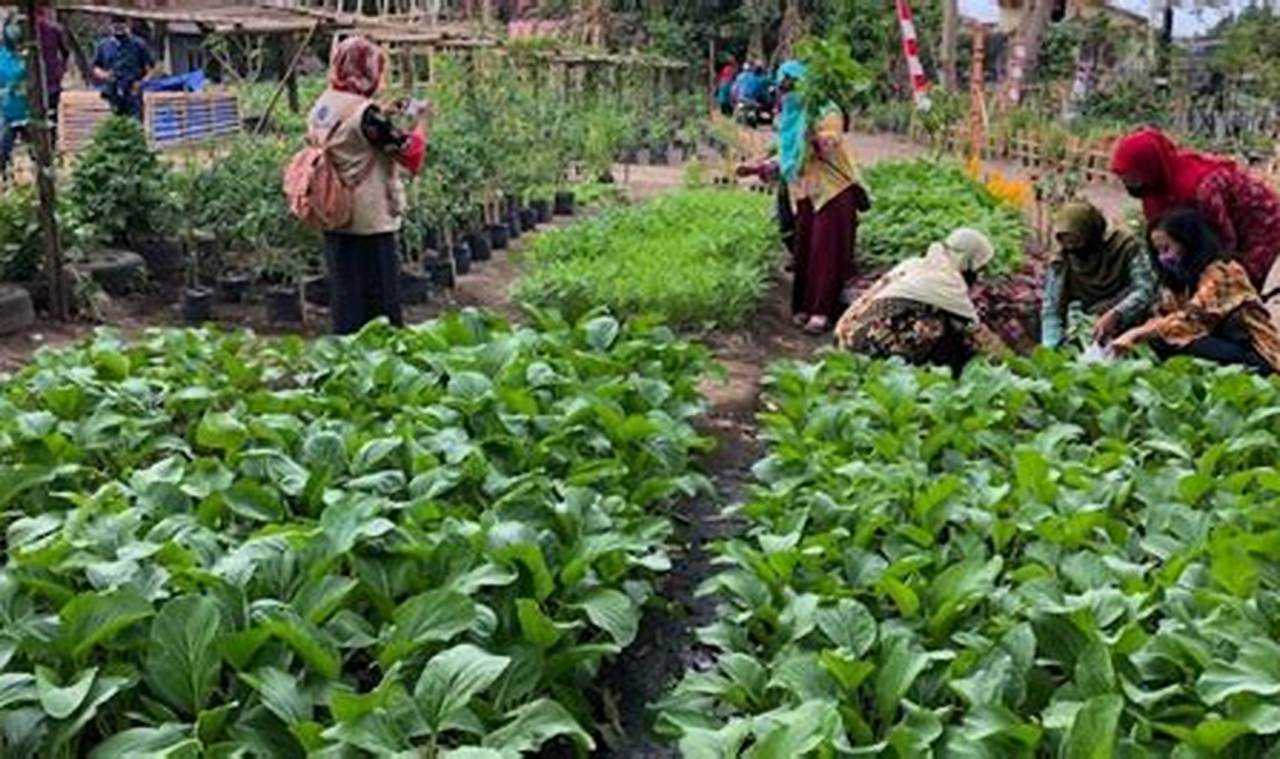 Pertanian Yogyakarta: Rahasia Sukses dan Inovasi yang Menjanjikan