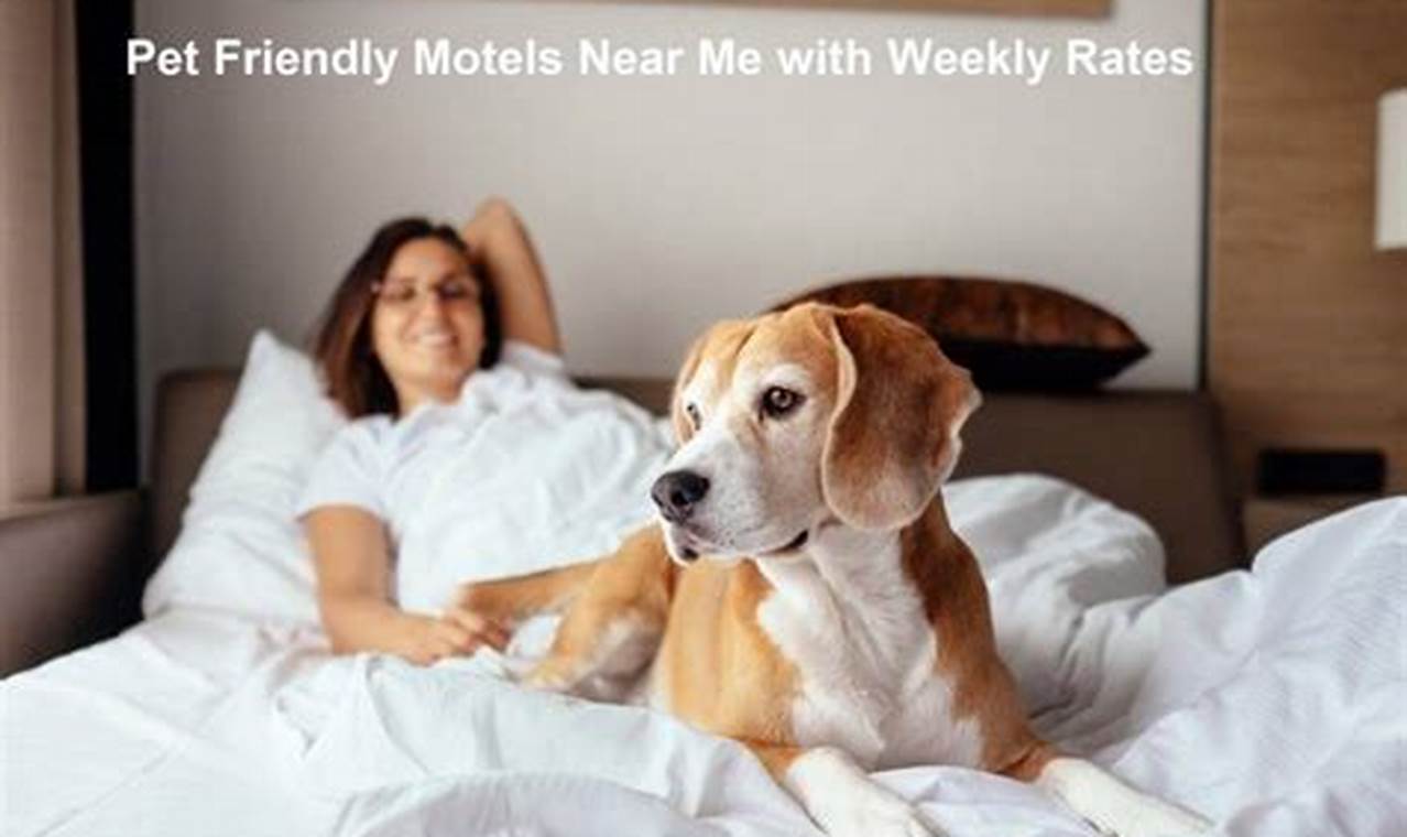 Discover 10+ Pet-Friendly Hotels in NYC with Monthly Rates and Exclusive Perks