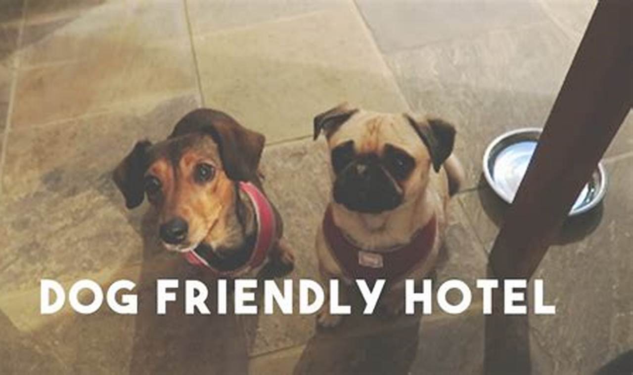 Discover the Ultimate Pet-Friendly Haven: 5 Star "Pets Welcome" Inns in NYC!