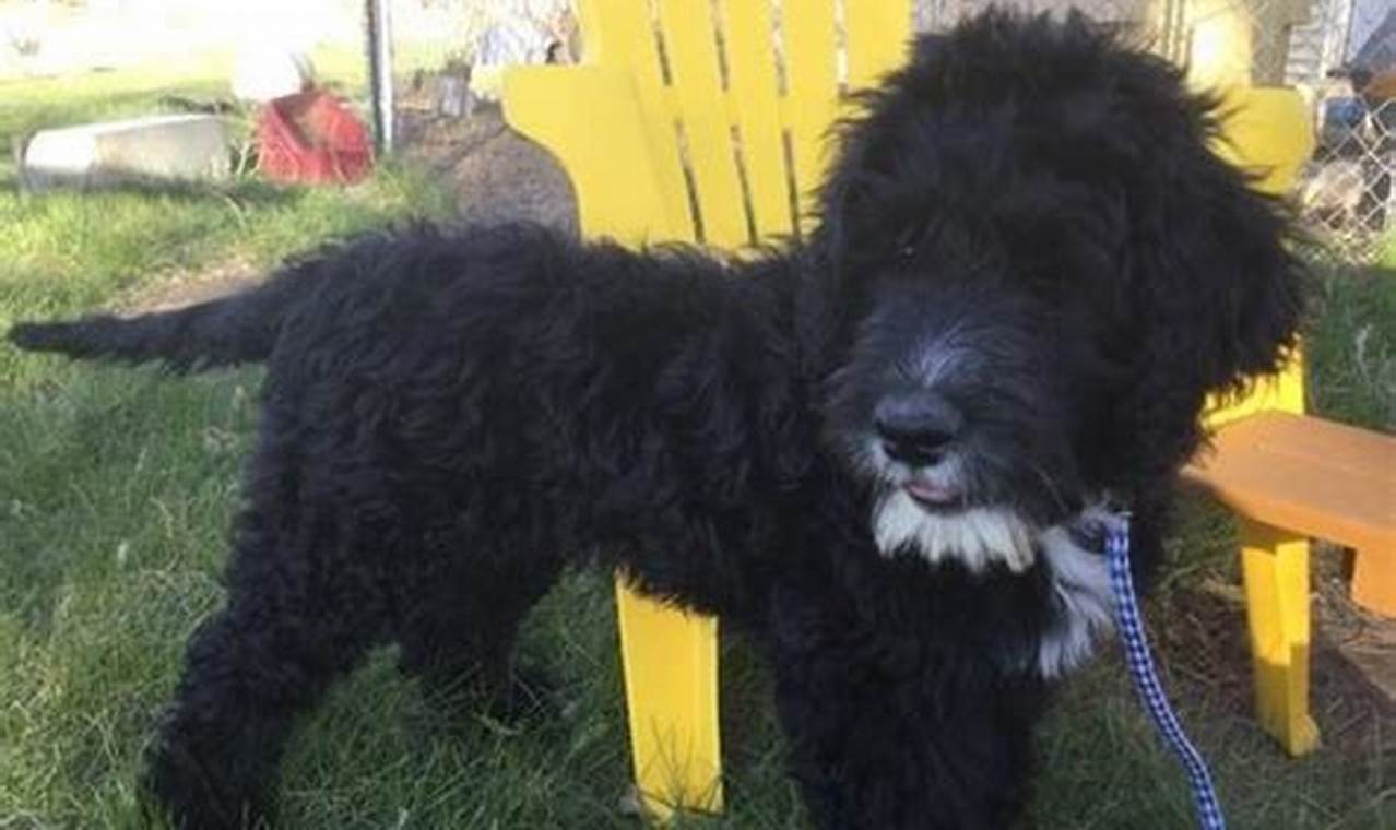 Adopt a Loyal and Intelligent Portuguese Water Dog Today!