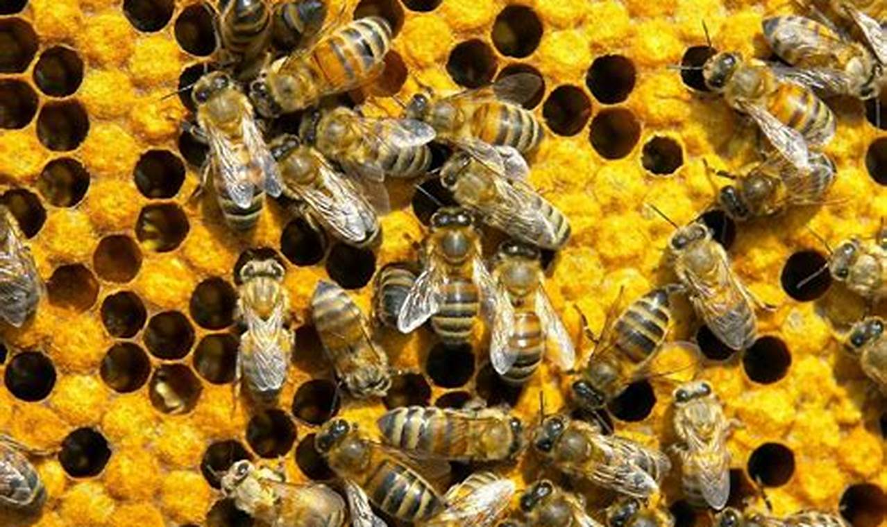 Unveil the Hidden Secrets of Bee Swarm Dreams: A Journey of Discovery